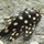 Сом гипанциструс Карликовый Инспектор L471 (Hypancistrus sp.)