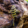Сом пеколтия компта L134 (Peckoltia compta)