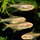 Тетра грацилис голд (Hemigrammus erythrozonus var. gold)
