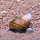 Улитка Мартенси (Filopaludina martensi)