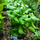 Бакопа зальцмана (в горшочке) (Bacopa sp. Salzmannii)
