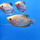 Гурами золотой S (Trichopodus trichopterus)