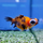 Золотая рыбка Телескоп бабочка красно-черный (M) (Carassius auratus)