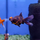 Золотая рыбка Телескоп бабочка красно-черный (M) (Carassius auratus)