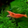 Креветка вишневая красная (Neocaridina denticulata Red Cherry)