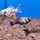 Моллинезия мраморная лирохвостая (Poecilia sp.)