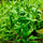 Незея трифлора (с грузом) (Nesaea Triflora)