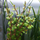 Ротала Эйч Ра (в горшке) (Rotala sp. H’Ra)