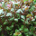 Ротала Эйч Ра (в горшке) (Rotala sp. H’Ra)