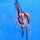 Скалярия леопардовая (S) (Pterophyllum scalare var.)