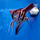 Скалярия леопардовая (S) (Pterophyllum scalare var.)