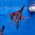 Скалярия леопардовая (S) (Pterophyllum scalare var.)