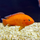 Хромис эксул (M) (Hemichromis exsul)