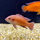 Хромис эксул (M) (Hemichromis exsul)