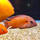 Хромис эксул (M) (Hemichromis exsul)