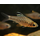Барбус козуатис высокоплавничный (Oreichthys cosuatis)