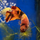 Петушок Кои (самка) (Betta splendens)