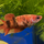 Петушок Кои (самка) (Betta splendens)