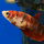 Петушок Кои (самка) (Betta splendens)