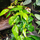 Фикус (Ficus Radicans Green)