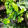 Фикус (Ficus Radicans Green)