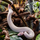 Королевский питон Super Mojave