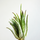 Тилландсия (Tillandsia lonantha Scaposa)