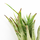Тилландсия (Tillandsia lonantha Scaposa)
