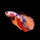 Петушок Супердельта Немо (самец) (Betta splendens)