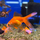 Золотая рыбка Риукин красный (SM) (Carassius auratus)