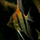 Скалярия Манакапуру S (Pterophyllum scalare manakapuru)