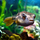 Тетрадон фахака (S) (Tetraodon lineatus)