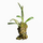 Орхидея (Masdevallia Herradurae S)