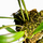 Орхидея (Masdevallia Herradurae S)