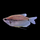 Гурами жемчужный ML (Trichopodus leerii)
