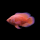 Астронотус супер красный тигровый (Astronotus ocellatus)