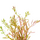 Ротала Манипур (с грузом) (Rotala Manipurensis)