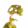 Бегония (Begonia Serratipetala)