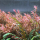 Ротала Манипур (с грузом) (Rotala Manipurensis)