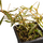 Гигрофила (Hygrophila araguaia)