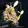 Орхидея (Bulbophyllum Falcatum), S