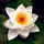 Нимфея Siam Jasmine, белый (пророщенная)