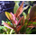 Криптокорина Фламинго (с грузом) (Cryptocoryne sp. Flamingo)