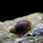 Улитка Бэтмен (Neritina auriculata)