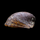 Улитка Бэтмен (Neritina auriculata)