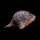 Улитка Бэтмен (Neritina auriculata)