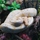 Королевский питон (Banana), L