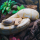 Королевский питон (Banana), L