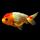 Золотая рыбка Львиноголовка ассорти M (Carassius auratus)