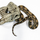 Удав обыкновенный Boa constrictor, S-M (Германия)